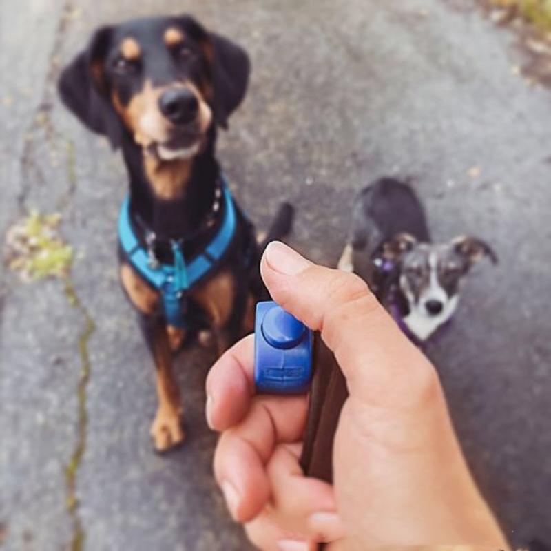 。1pc Pet Supplies Obedience Ra - огляд і ціна Training Clicker Dog