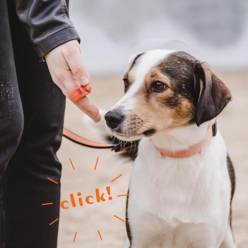 。1pc Pet Supplies Obedience Ra - огляд і ціна Training Clicker Dog