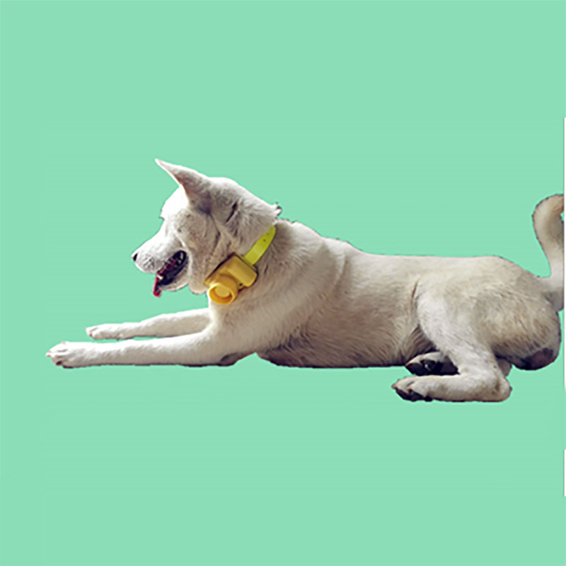Outdoor Waterproof Dog Collar  - огляд і ціна Training Clicker Dog